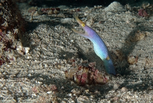 Maldives 2021 - Murene ruban - Ribbon eel  - Rhinomuraena quaesita - DSC00673_rc